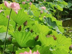 -陈家山荷花公园