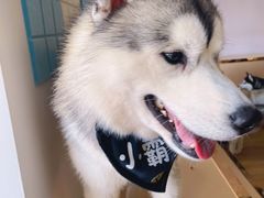 -Husky Go! 哈士奇体验馆·宠物咖啡厅狗咖