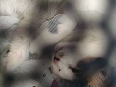 -佳怡动物医院·平价24小时·猫专科骨外科