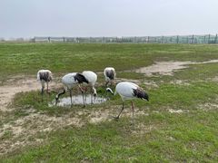 -盐城丹顶鹤湿地生态旅游区