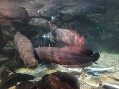 -太平洋海底世界