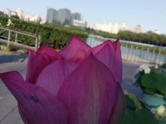 -莲花池公园