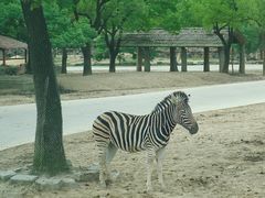 -上海野生动物园