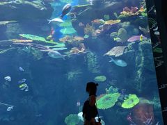 -暹罗海洋世界