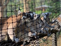 -云南野生动物园
