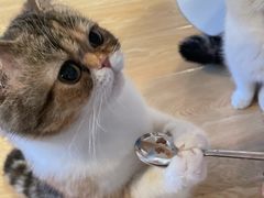 -Cappucimeow猫咪咖啡馆(韦伯时代店)
