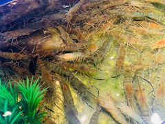 -V-ONE西雅图海鲜自助餐厅(仓山万达广场店)