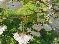 -古柏渡飞黄旅游区