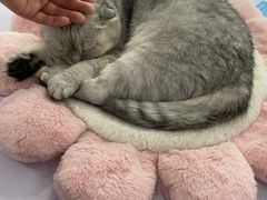 -喵的天空名猫咖啡馆·撸猫·猫舍·用品