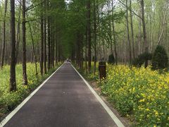 -合肥滨湖国家森林公园