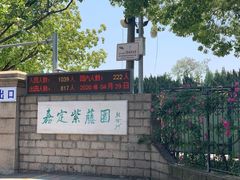 -嘉定紫藤园