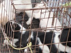 -哈尔滨道外花鸟鱼市场