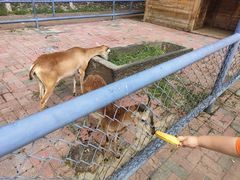 -长白岛森林公园