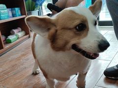 -瑞派动物医院·绝育·犬猫全科·预防医学(光景江南中店)