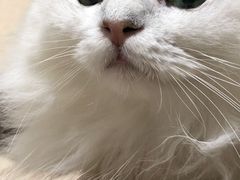 -猫在这儿猫咪咖啡馆·撸猫馆