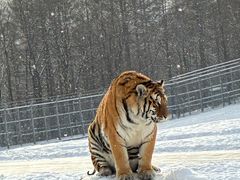 -横道河子东北虎林园