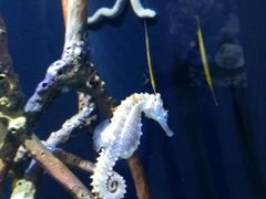 -西雅图水族馆