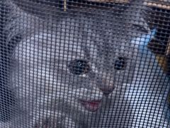-艾贝尔宠物医院·24H转诊中心·肿瘤猫专科(江宁双龙店)