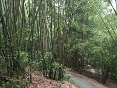 -中山市树木园