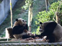 -中国大熊猫保护研究中心雅安碧峰峡基地