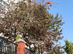 -阿香米线(乐客城店)