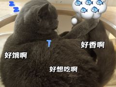 -有喵·猫咖·狗咖·30几只猫10只小狗(岗厦店)