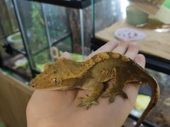 -藦茜花园宠物主题亲子互动体验馆(国顺东路店)