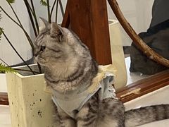 -共舞时光猫咖·狗咖(新街口店)