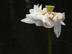 -荷塘月色湿地公园·向阳花洲