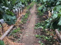 -马陆小张葡萄园农家乐