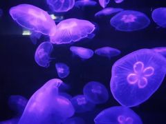 -重庆欢乐海底世界
