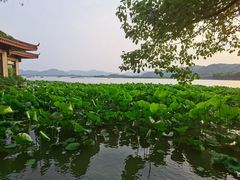 -湖畔居茶楼(湖滨店)