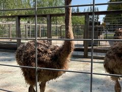 -前小桔亲子创意农场·草莓采摘·露营烧烤