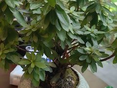 -小西家作(富力爱丁堡店)