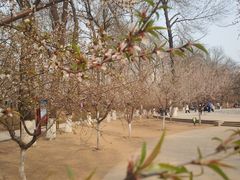 -桃花堤公园