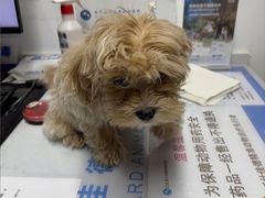 -北京派仕佳德动物医院·超导核磁·CT·神经科·骨科·内外科·急重症管理中心