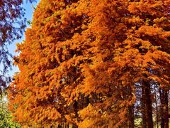 -溱湖国家湿地公园