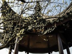 -香雪海