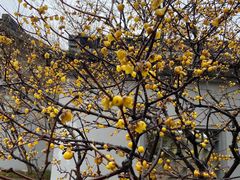 -无锡梅园公园
