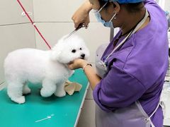 -北京观赏动物医院·24小时大型综合·猫专科·异宠专科