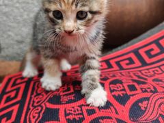 -宠颐生动物医院·心脏科·保险定点(锦阳分院)