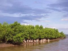 -东寨港红树林旅游区