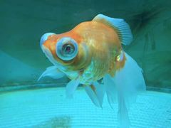 -北戴河圣蓝海洋公园