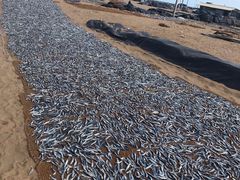 -尼甘布海鲜市场