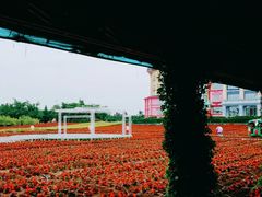 -百万葵园