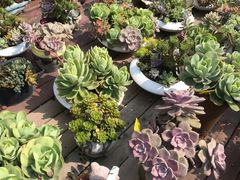 -广东花都香草世界旅游度假区