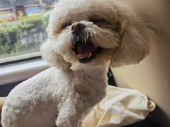 -中农大我爱我爱24h动物医院·中医针灸·猫专科·骨科医疗中心(双井店)