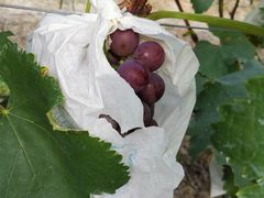 -马陆小张葡萄园农家乐