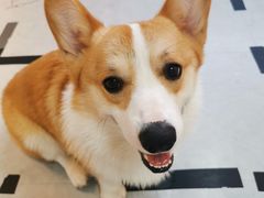 -汪说·狗咖(旺城大厦店)