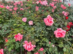 -海心沙亚运公园
